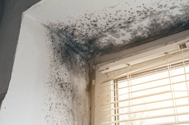 Affordable Basement Mold Removal solutions in Franklin Park, PA
